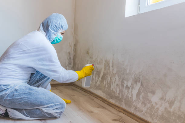 Licensed Mold Remediation service in Illinois, IL - 24 Hour Mold Removal